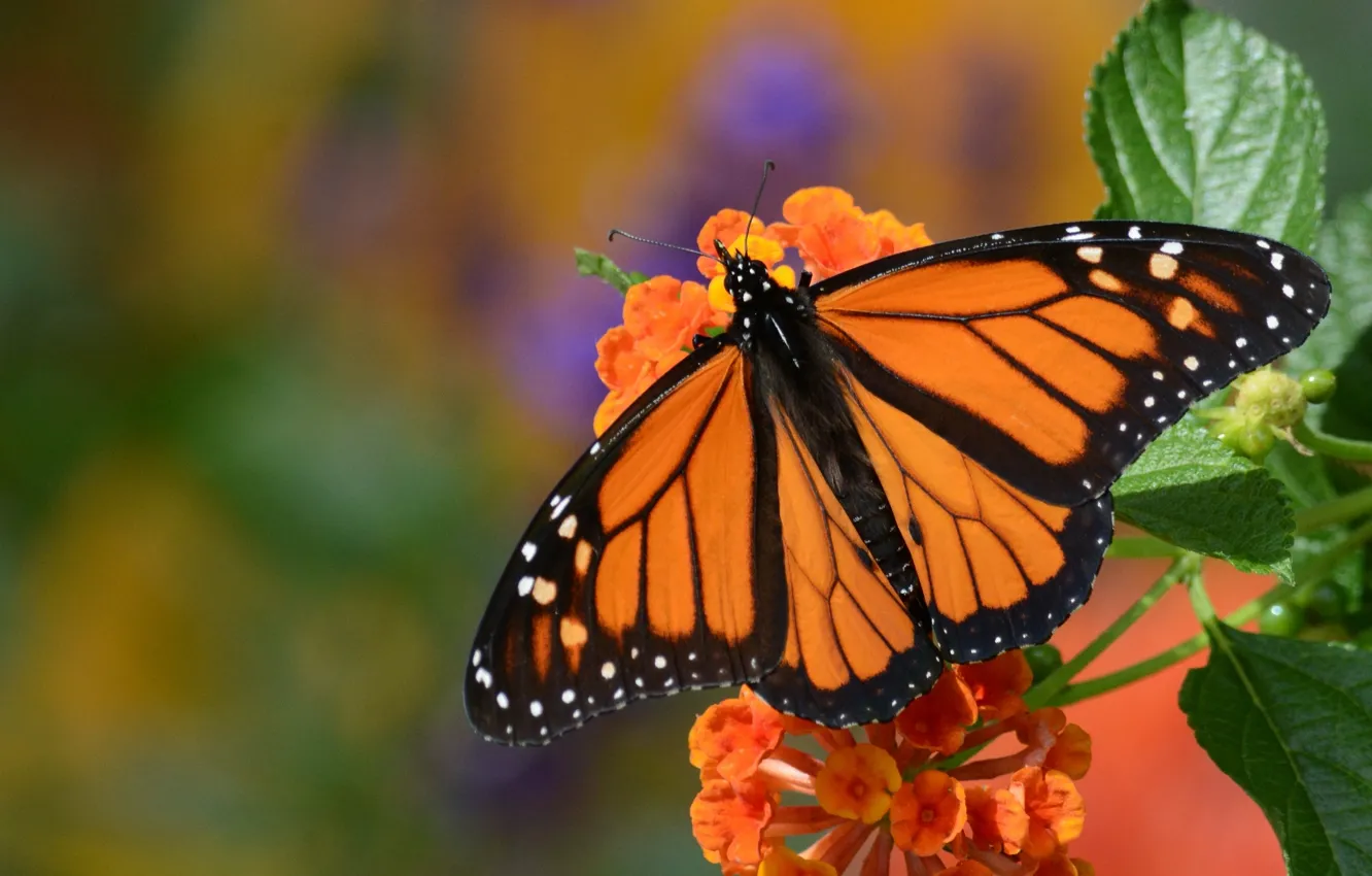Photo wallpaper macro, flowers, butterfly, monarch, The monarch