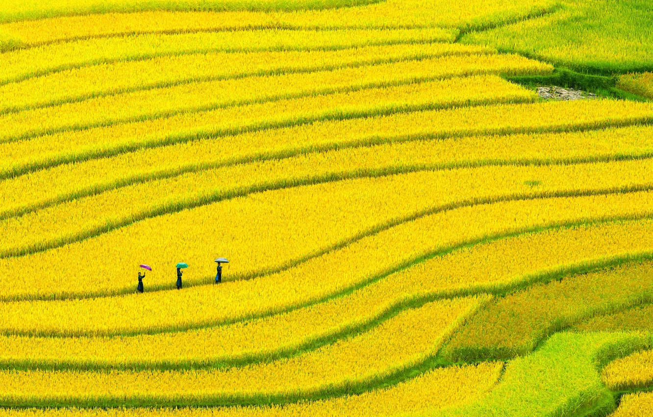 Photo wallpaper girls, field, umbrellas