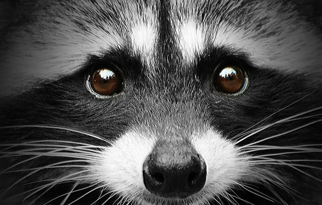 Photo wallpaper face, portrait, raccoon