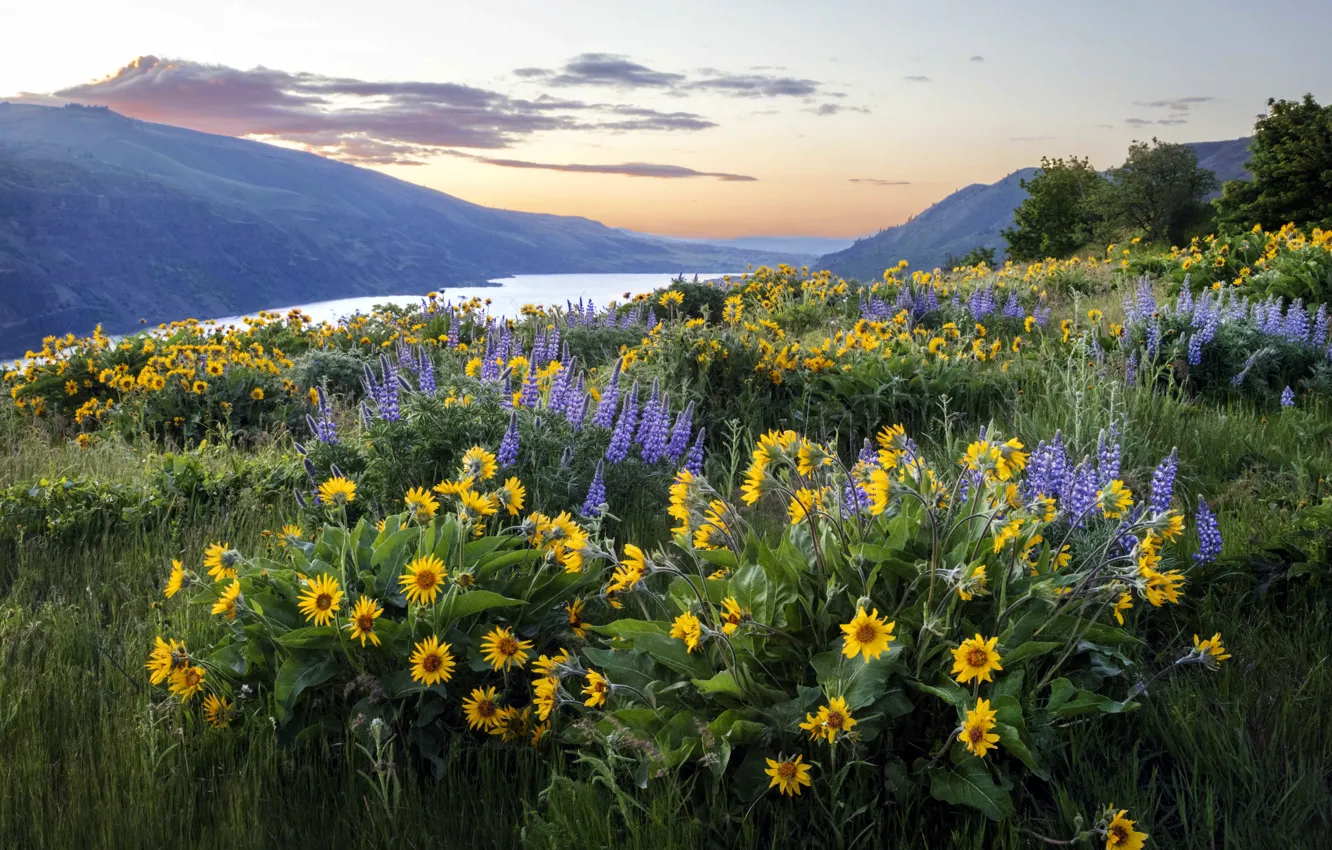 Photo wallpaper field, summer, grass, clouds, trees, sunflowers, flowers, mountains