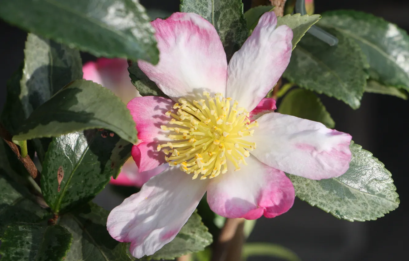 Photo wallpaper summer, flowers, shrub, Camellia, cottenie