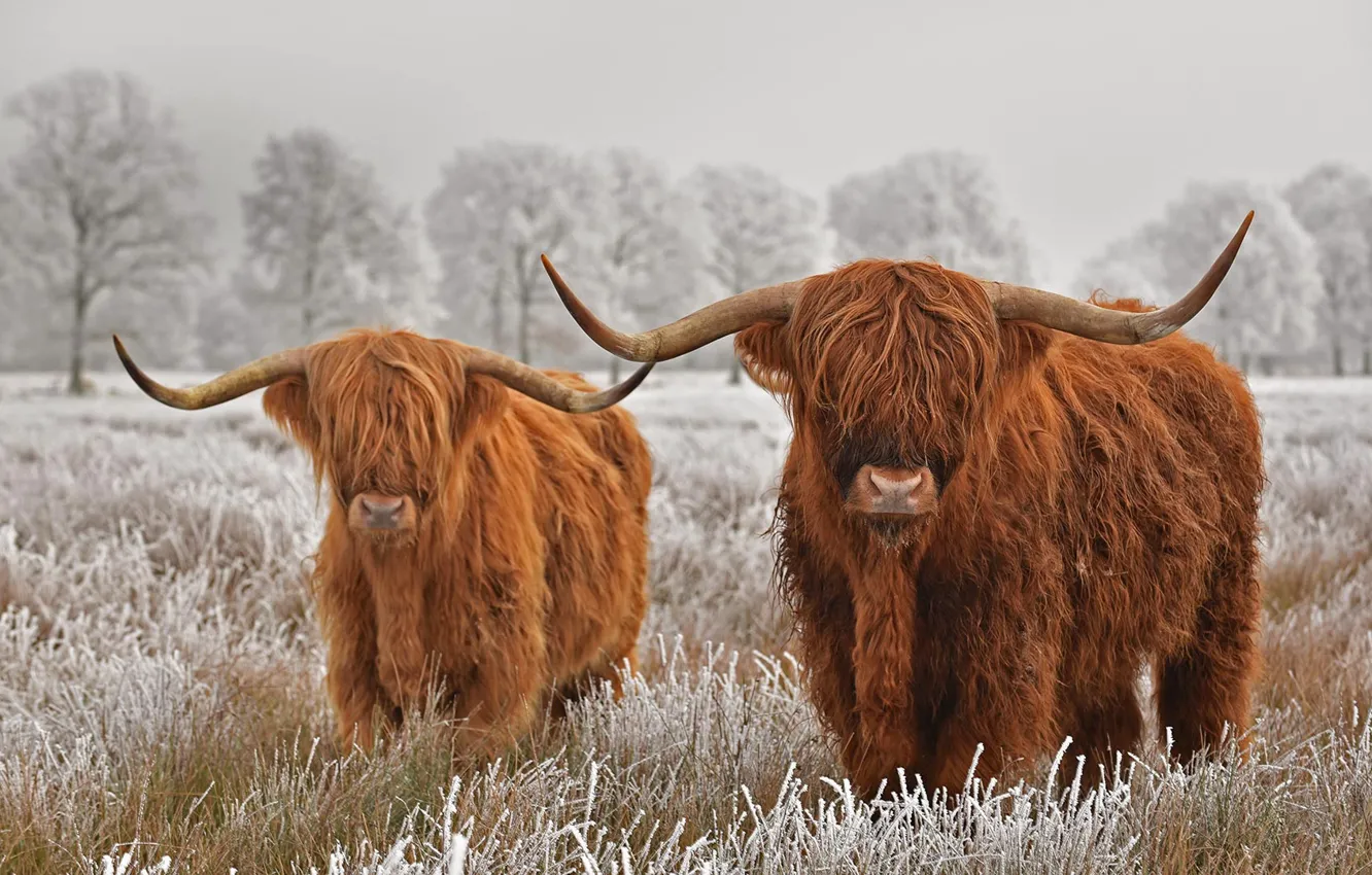 Photo wallpaper frost, horns, Scottish cow, highland, the highland breed