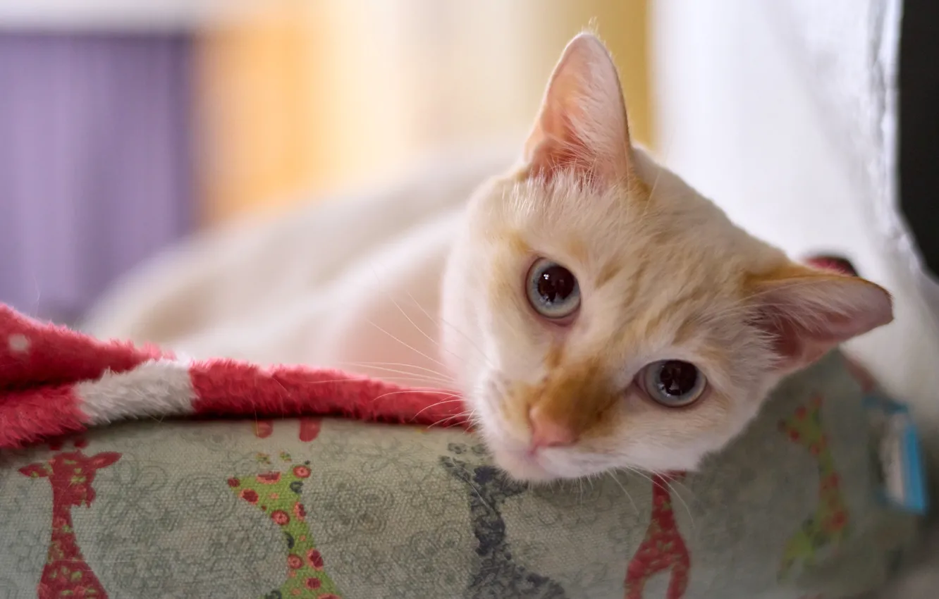 Photo wallpaper cat, white, cat, look, face, pose, sofa, portrait