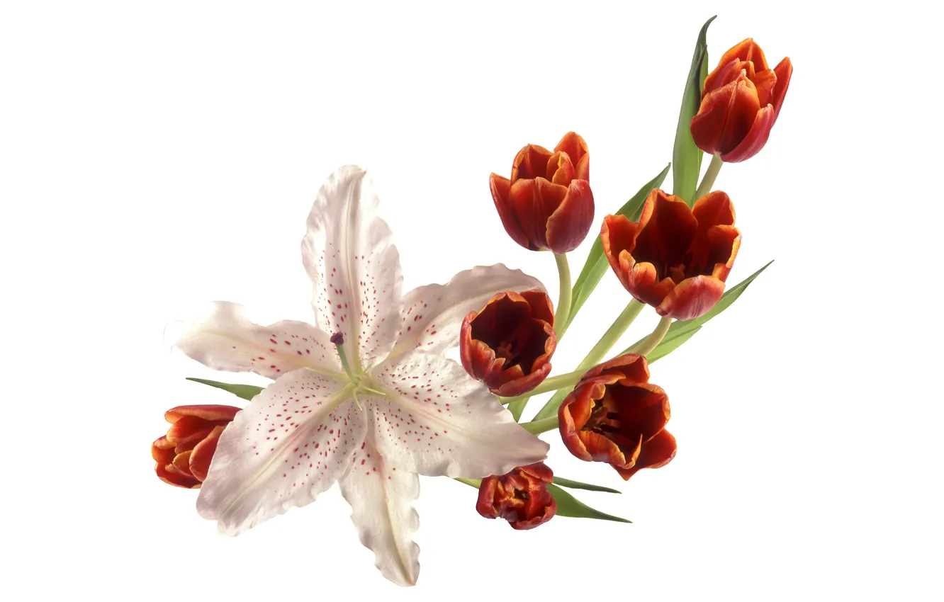 Photo wallpaper Lily, tulips, red, white background