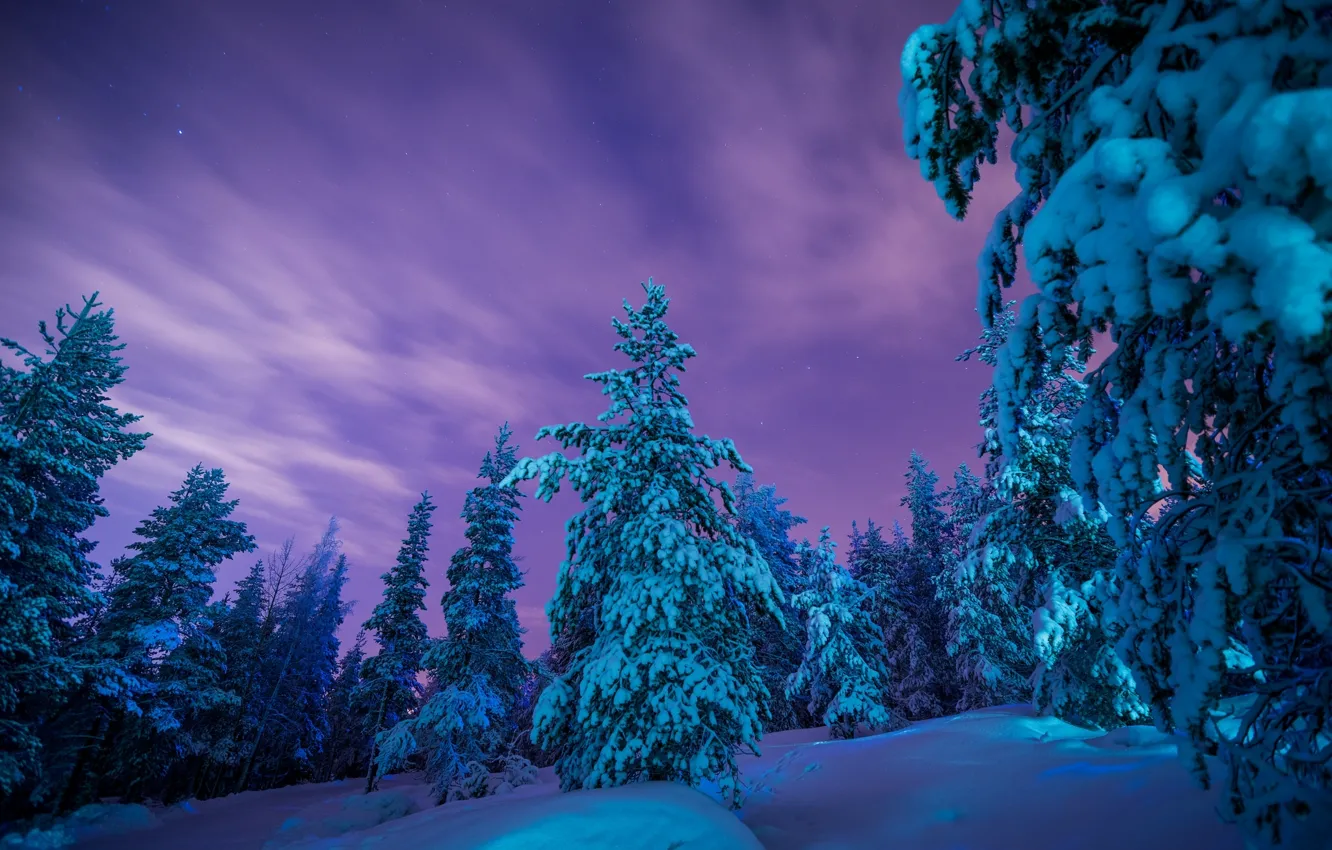 Photo wallpaper winter, forest, snow, trees, the snow, Finland, Finland, Lapland