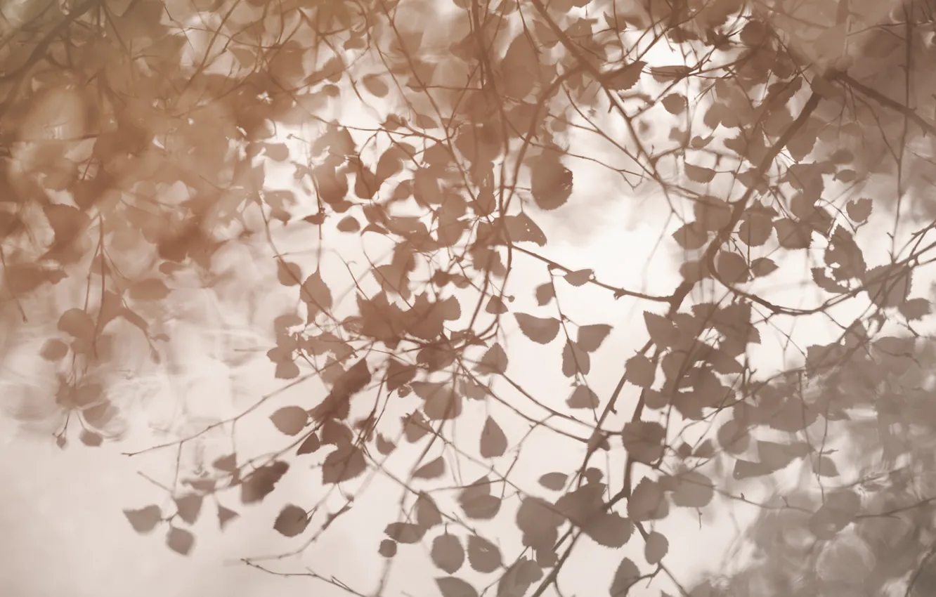 Photo wallpaper leaves, nature, fog