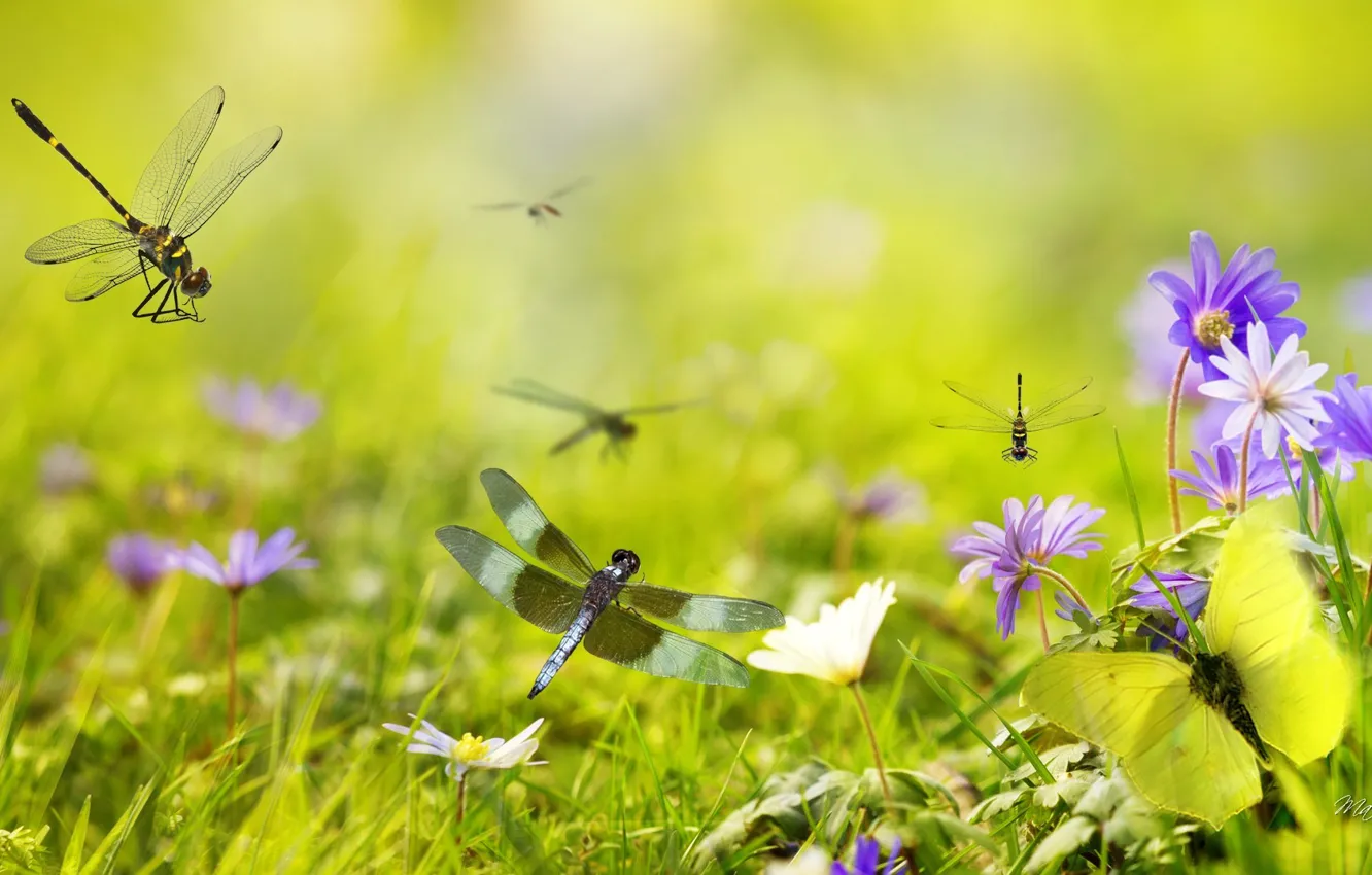 Photo wallpaper grass, flowers, collage, dragonfly, petals, meadow, insect