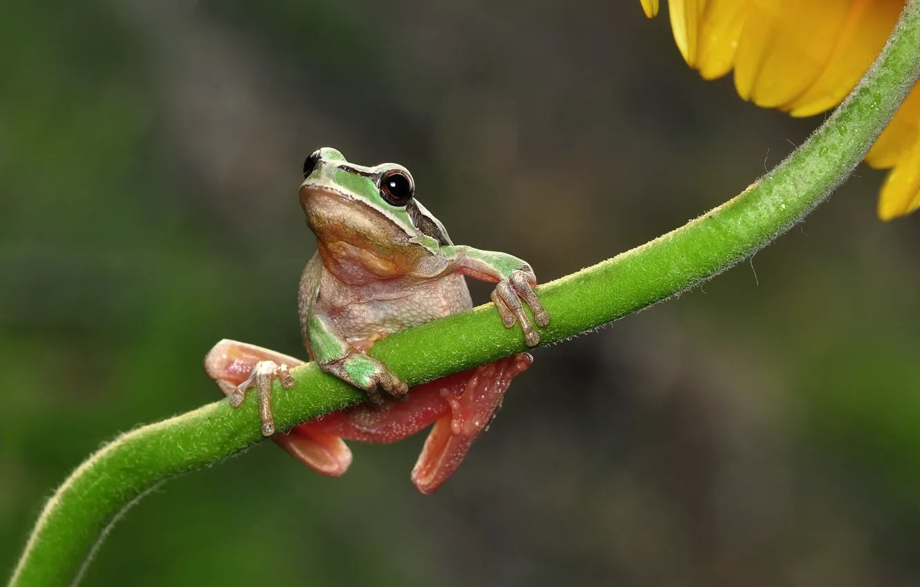 Photo wallpaper macro, flowers, frog, stem