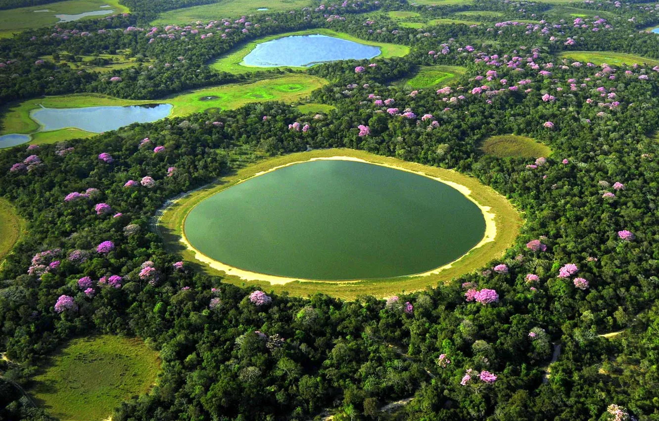 Photo wallpaper lake, swamp, Brazil, flowering, The Pantanal