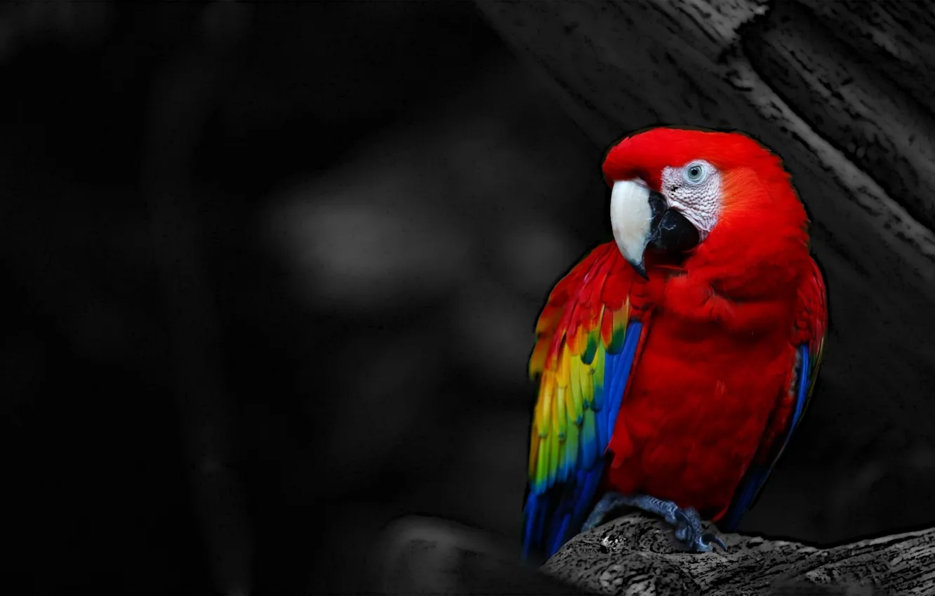 Photo wallpaper red, bird, parrot, black and white