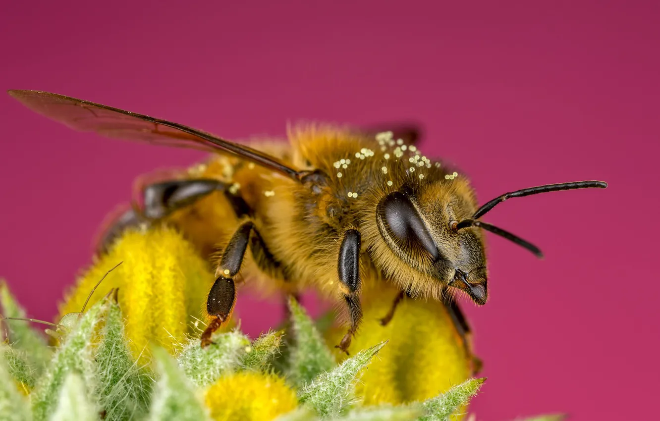 Photo wallpaper flower, eyes, macro, yellow, bee, background, pink, pollen