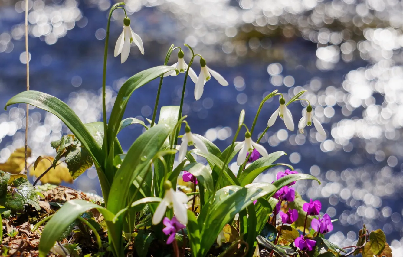 Photo wallpaper spring, snowdrops, primrose, cyclamen