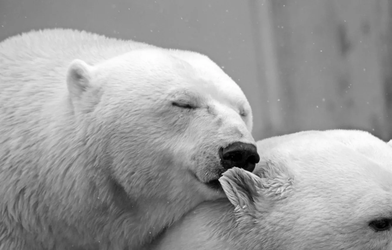 Photo wallpaper bear, teddy, sleep, Natur, Polar, lazy_, the animal-animal