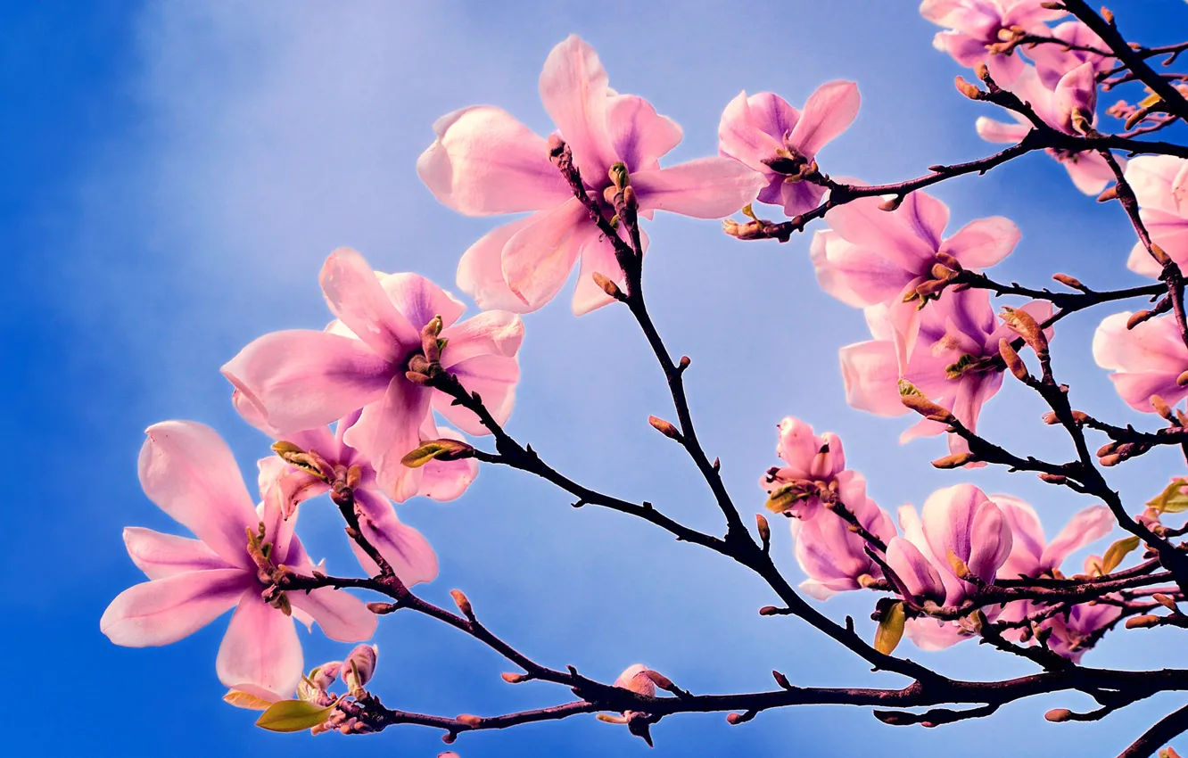 Photo wallpaper the sky, trees, flowers, nature, spring