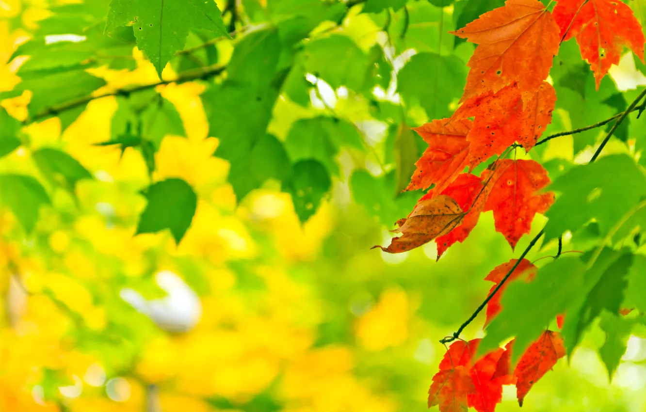 Photo wallpaper autumn, leaves, light, nature, paint, colors, light, nature