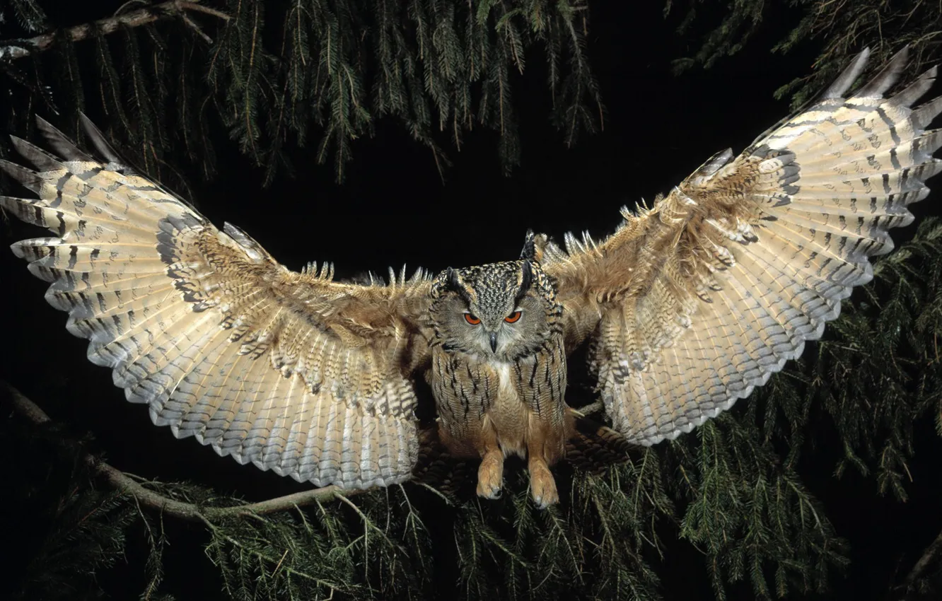 Photo wallpaper flight, night, owl, bird, wings