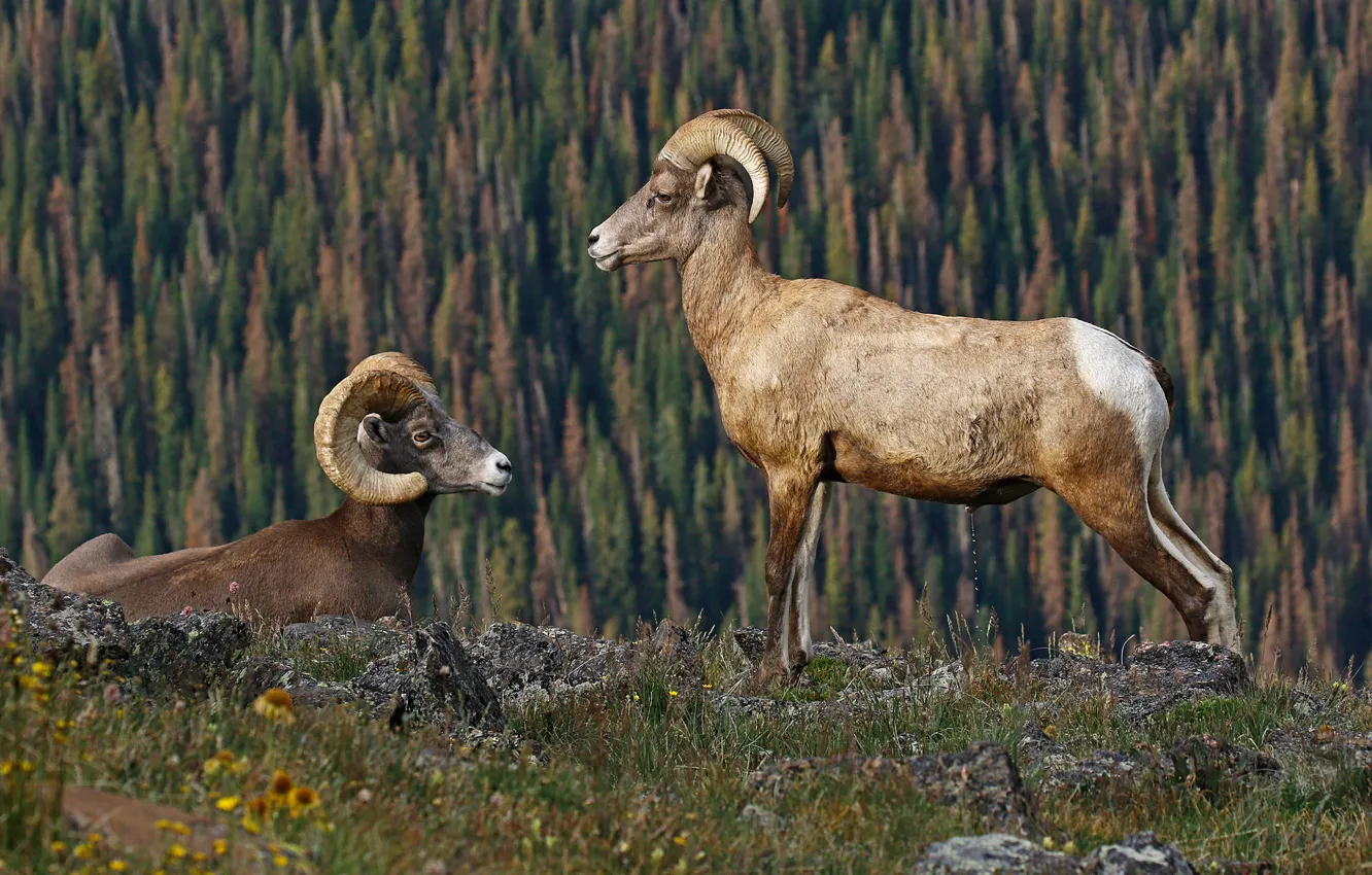 Photo wallpaper mountains, horns, bighorn sheep