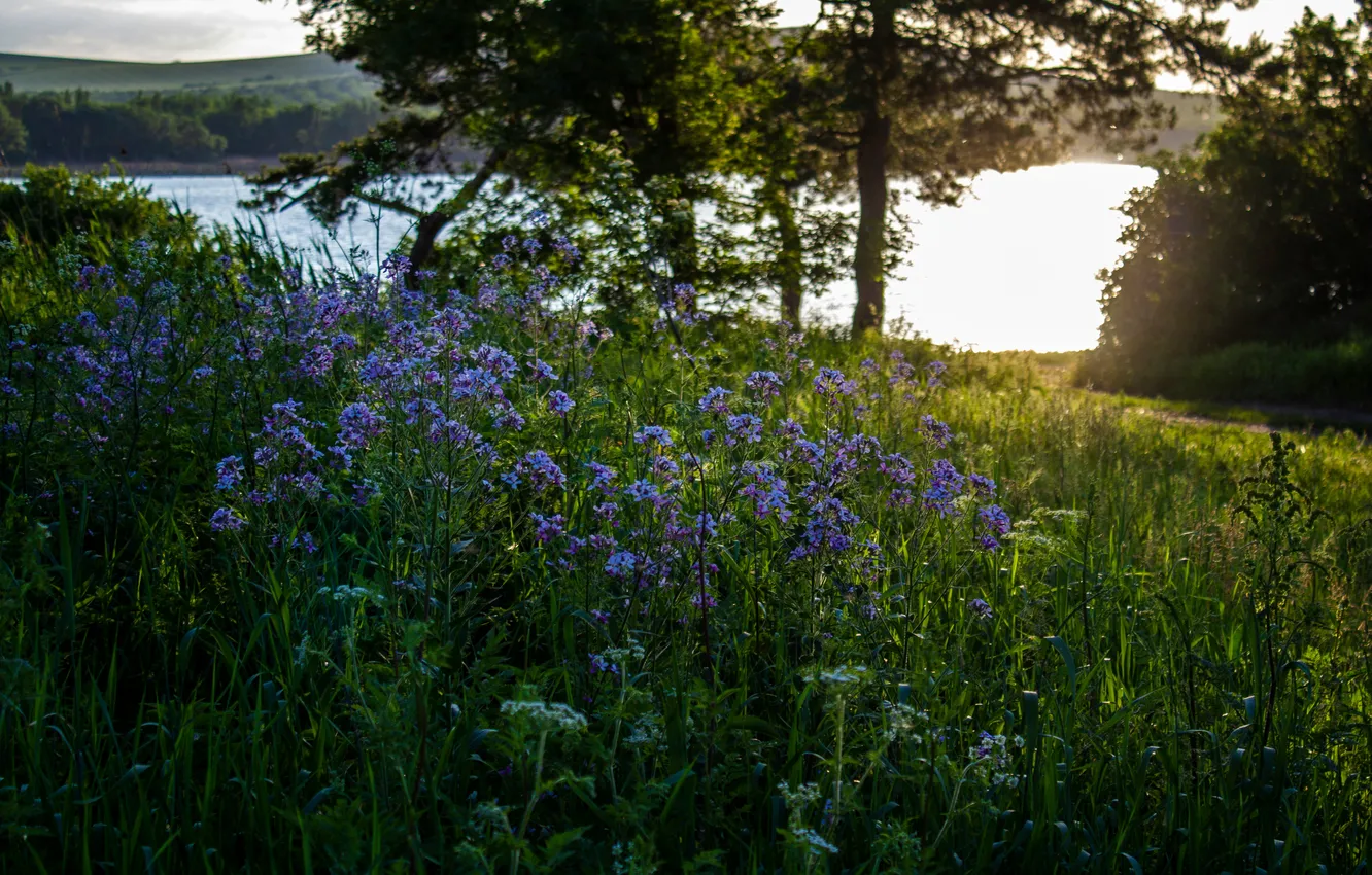 Photo wallpaper field, forest, grass, trees, flowers, lake