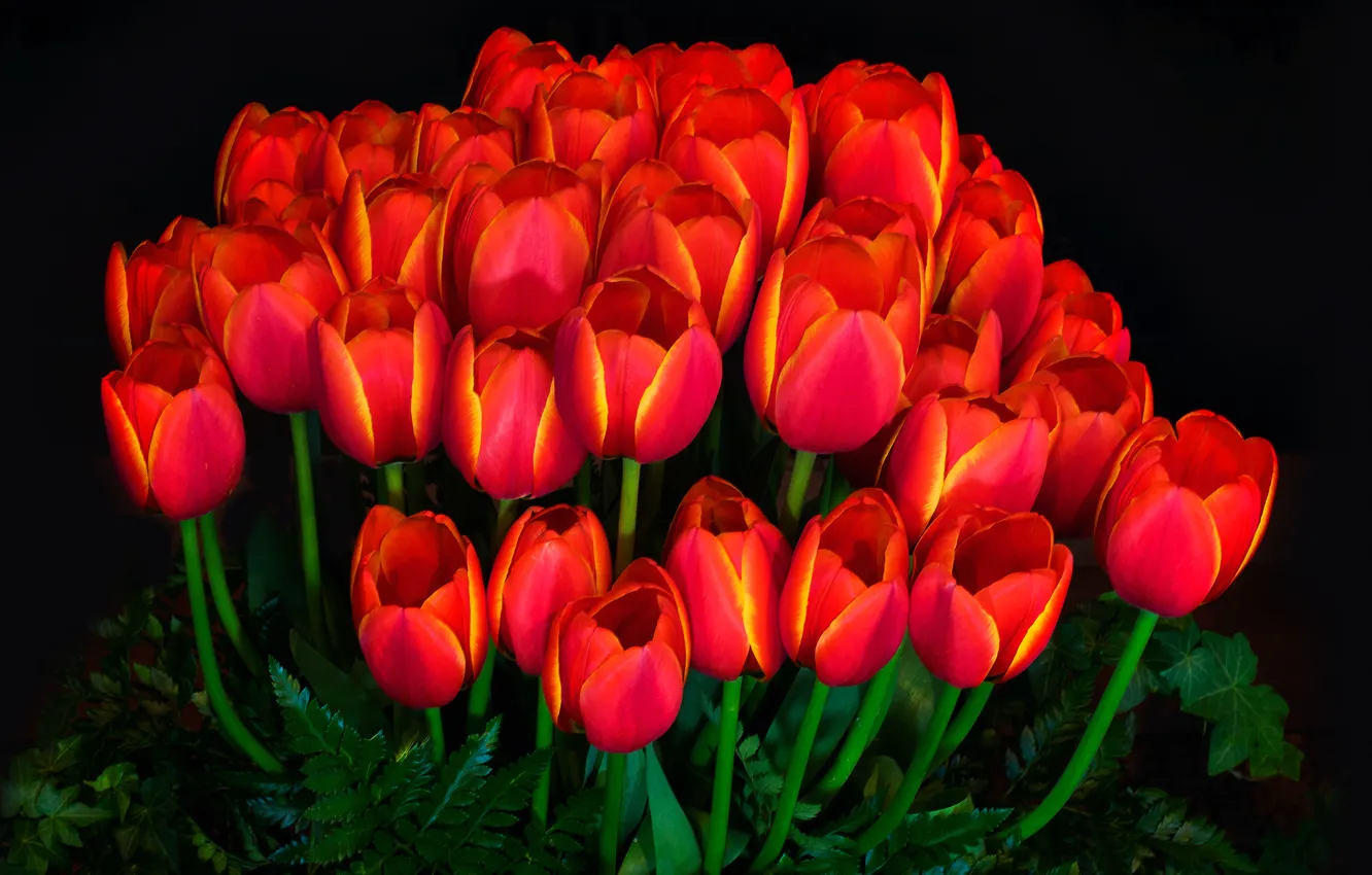 Photo wallpaper light, background, petals, garden, tulips