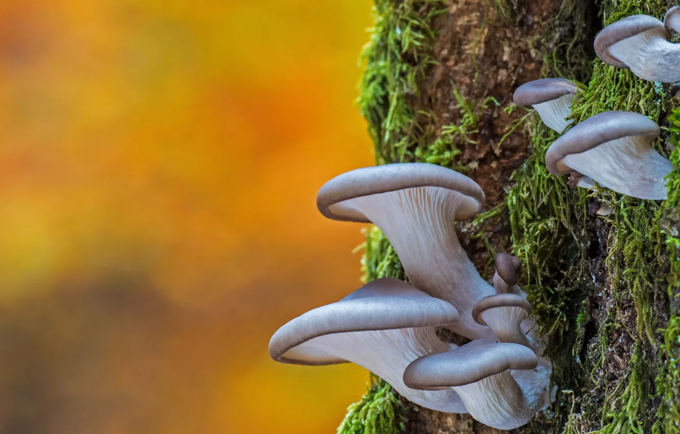 Photo wallpaper tree, mushrooms, oyster mushrooms