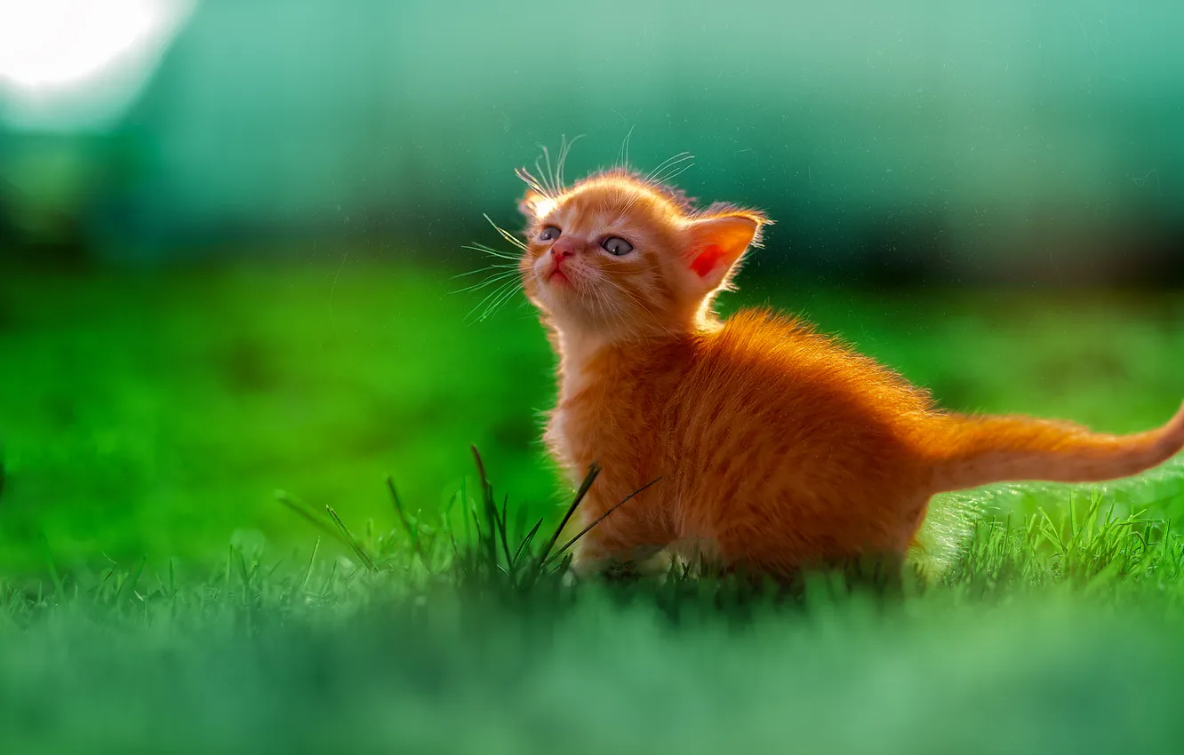 Photo wallpaper grass, baby, red, kitty, Victor Kholudeev