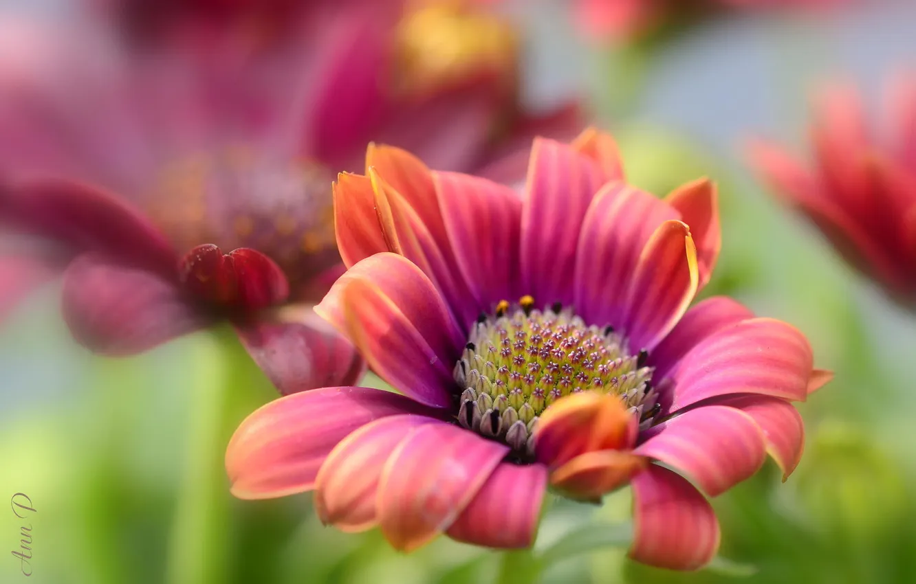 Photo wallpaper macro, flowers, nature