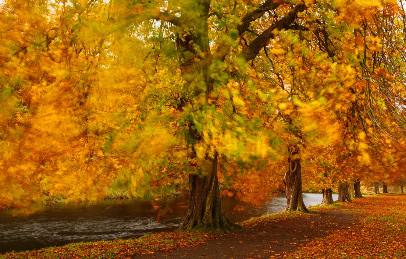 Photo wallpaper autumn, trees, nature
