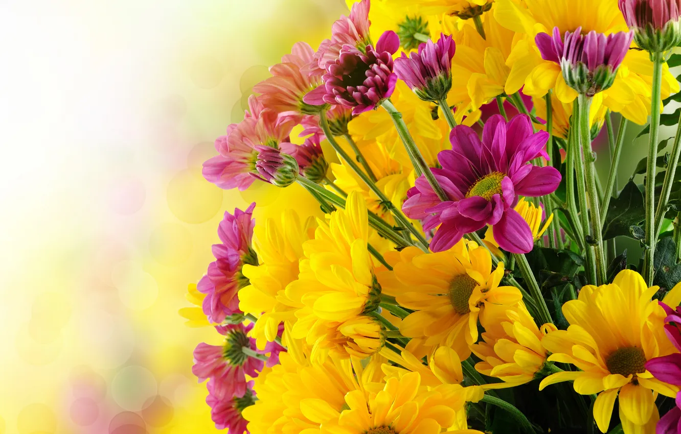 Photo wallpaper flowers, photo, chrysanthemum, a lot