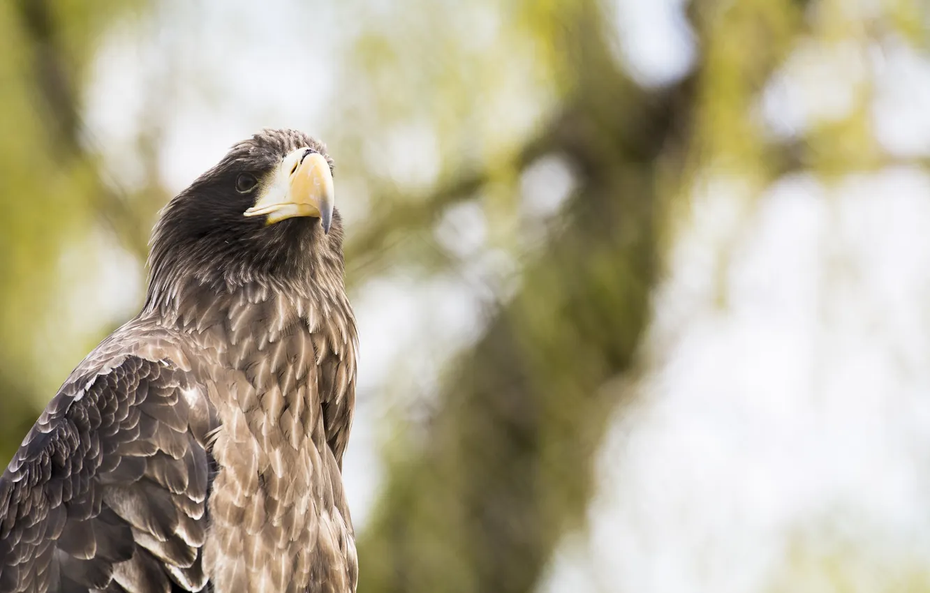 Photo wallpaper bird, eagle, predator, beak, power, handsome