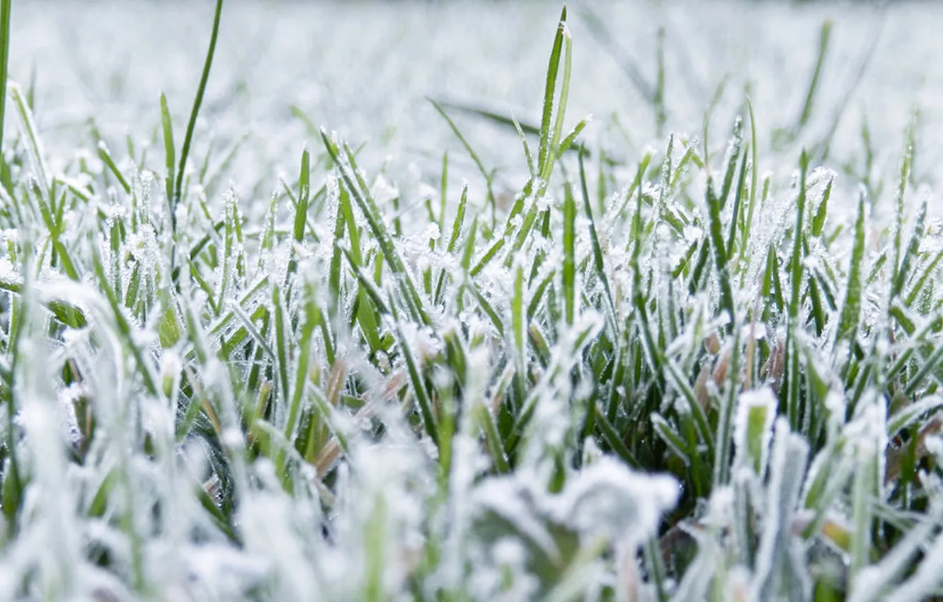 Photo wallpaper greens, grass, snow, blue
