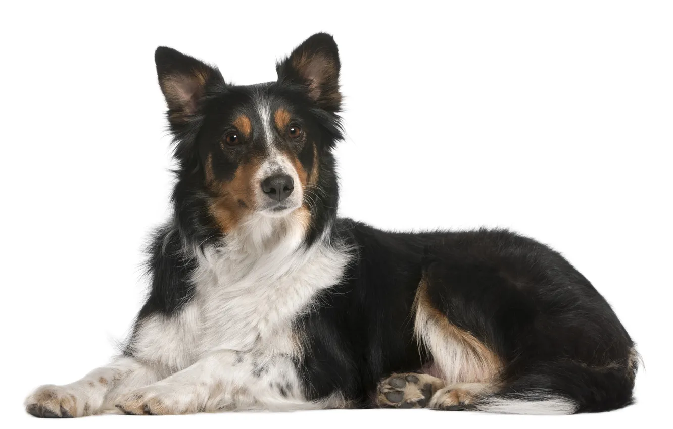 Photo wallpaper brown, dog, cute, Border Collie, creature, Domestic, breed, canine