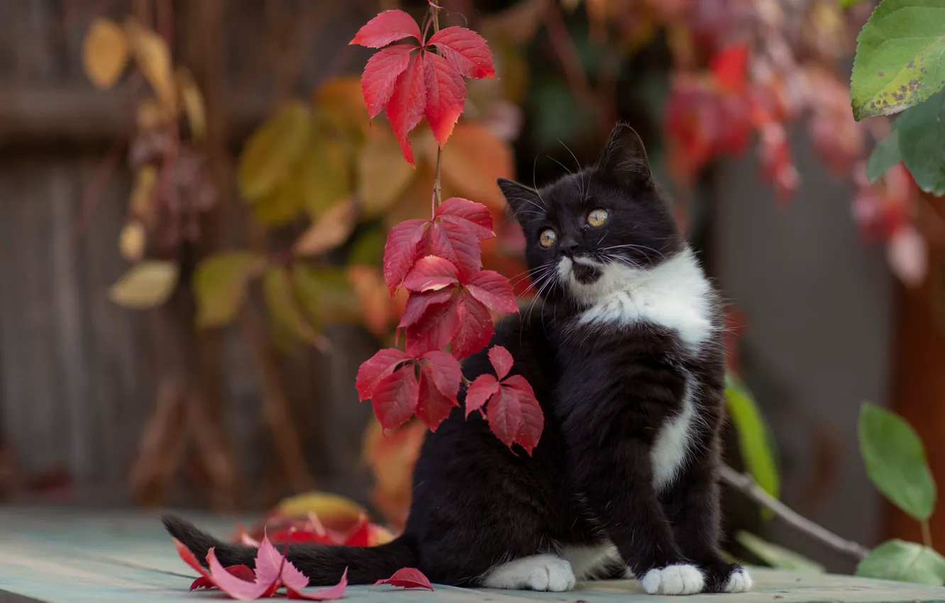 Photo wallpaper autumn, leaves, branches, pose, animal, cub, kitty, Yuriy Korotun