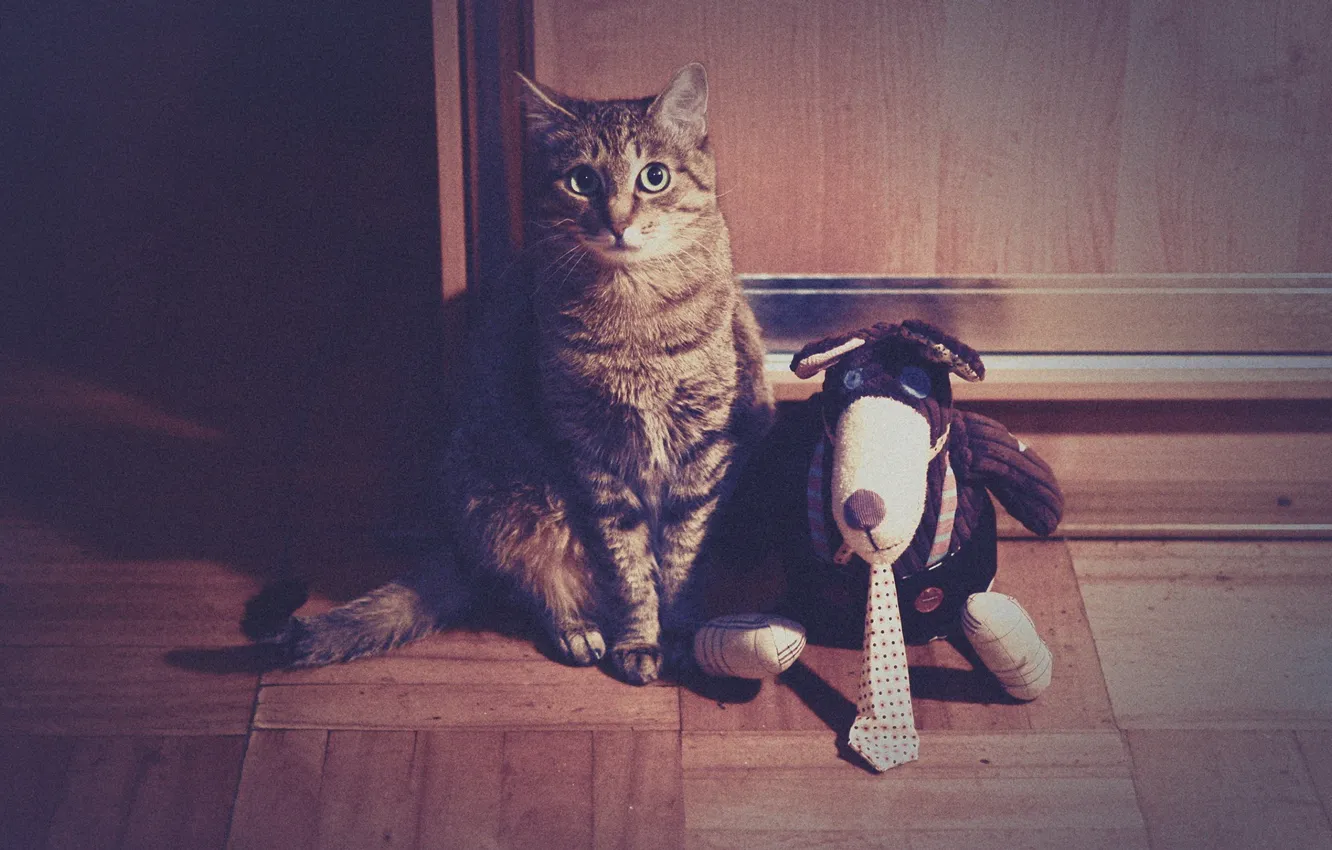 Photo wallpaper cat, toy, funny