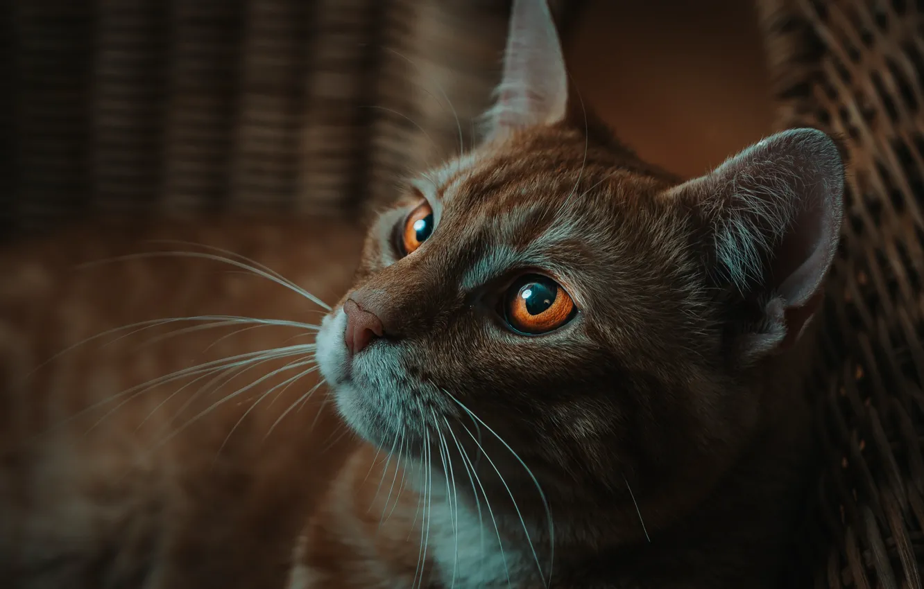 Photo wallpaper cat, cat, look, face, basket, portrait, red, yellow eyes