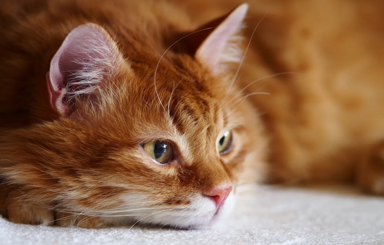 Photo wallpaper cat, cat, face, red, ears, cat