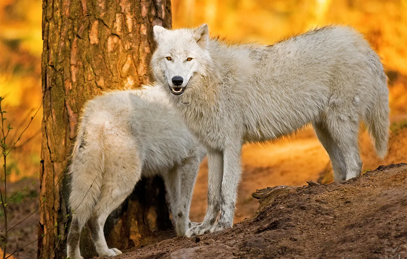 Photo wallpaper Predator, nature, snow, face, animal, wolf, canis lupus, wildlife