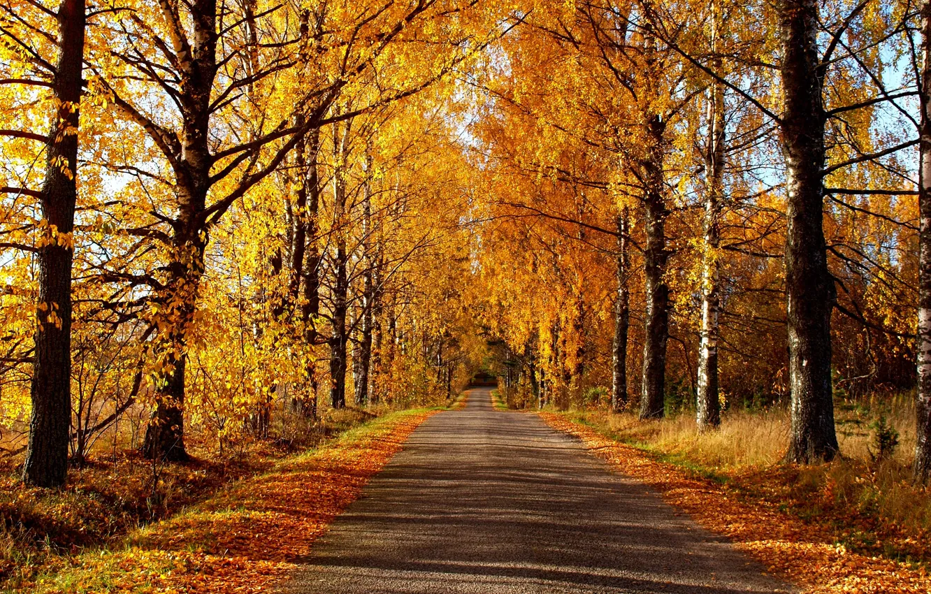 Photo wallpaper road, autumn, forest, leaves, trees, nature, Park, colors