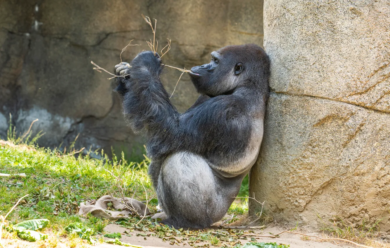 Photo wallpaper grass, pose, monkey, sitting