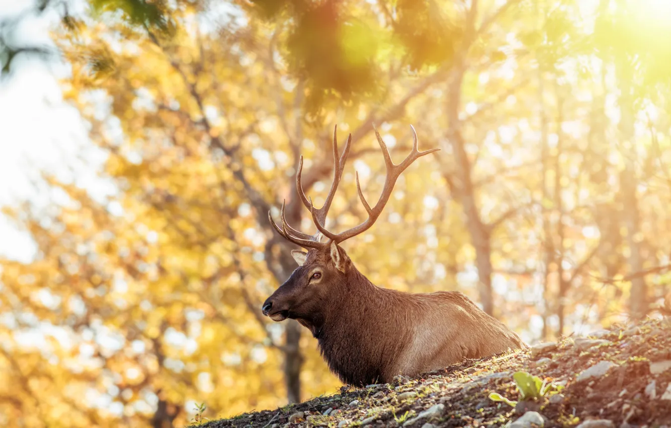 Photo wallpaper nature, deer, horns