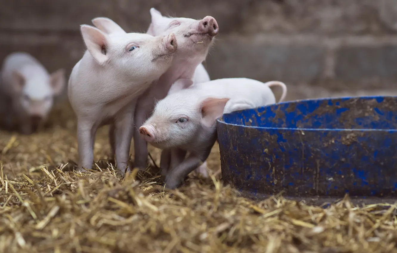 Photo wallpaper background, animal, pig