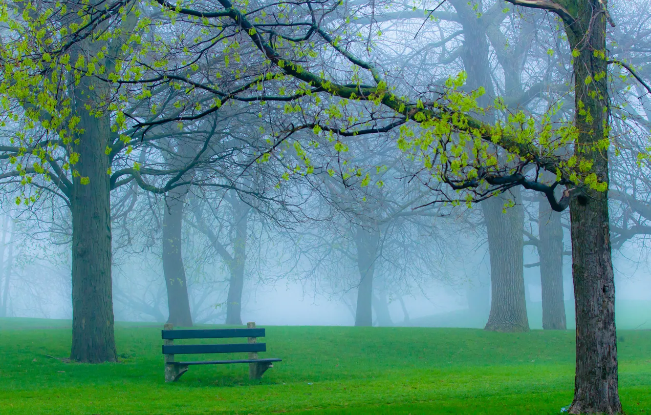 Photo wallpaper grass, branches, nature, fog, Park, spring