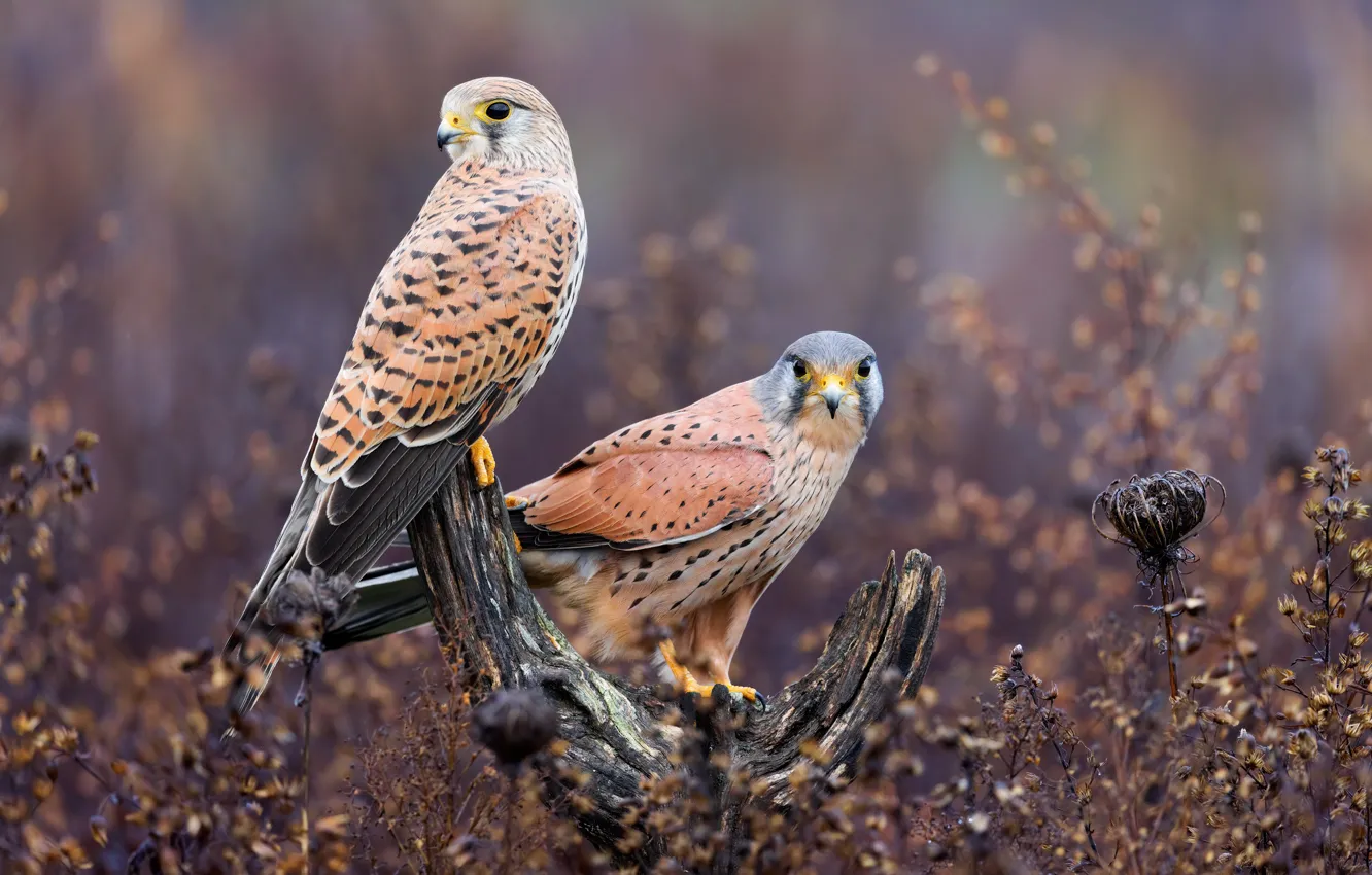 Photo wallpaper look, bird, plant, stump, pair, snag, Falcon, bitches