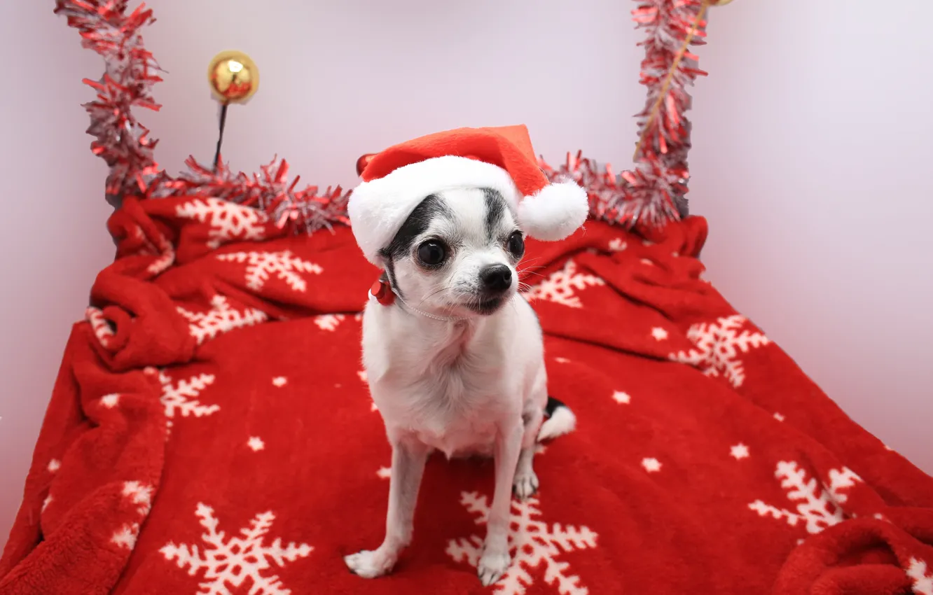 Photo wallpaper Christmas, dog, cute animals