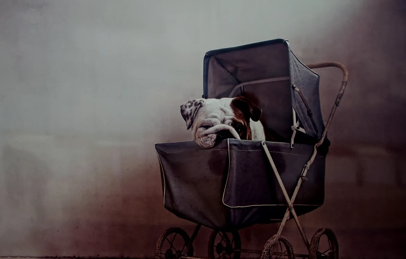 Photo wallpaper house, dog, stroller