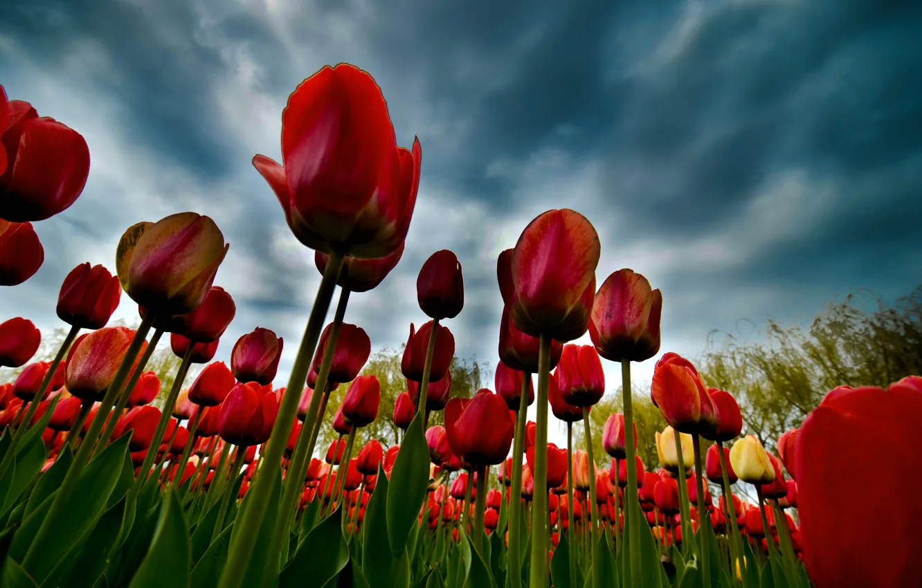 Photo wallpaper clouds, tulips, plantation