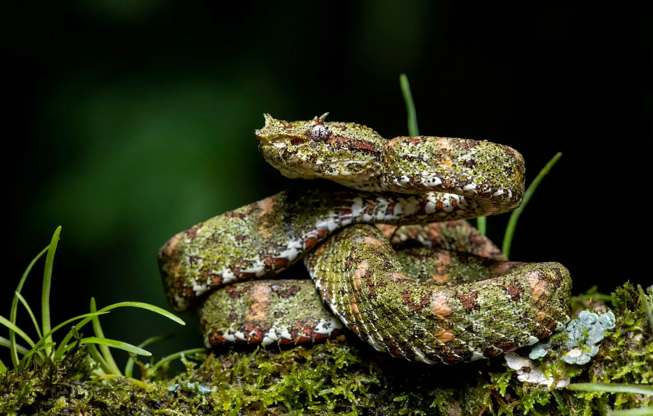 Photo wallpaper grass, background, moss, snake, Cacocholia bothrops Schlegel