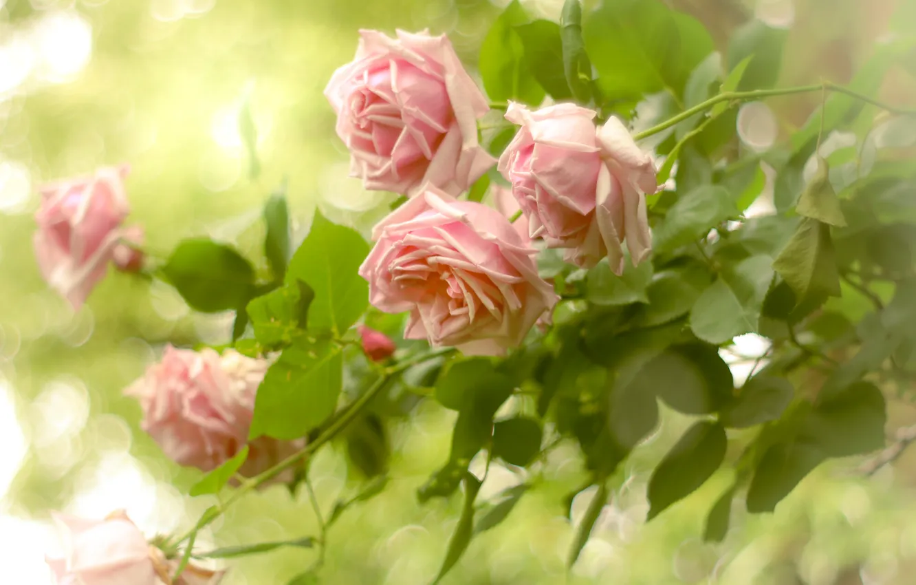 Photo wallpaper flowers, roses, garden