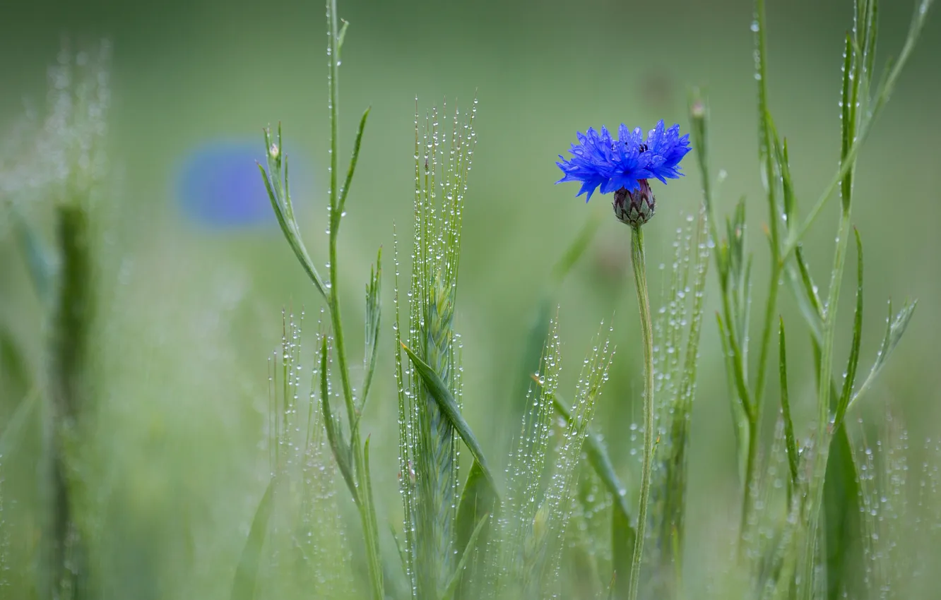 Photo wallpaper field, flower, Rosa, spikelets, Cornflower blue