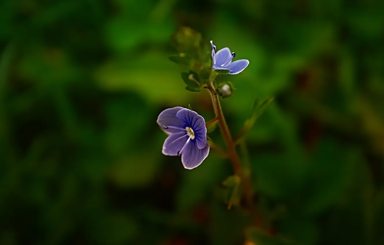 Photo wallpaper forest, macro, flowers, nature, Park, garden, beautiful Wallpaper