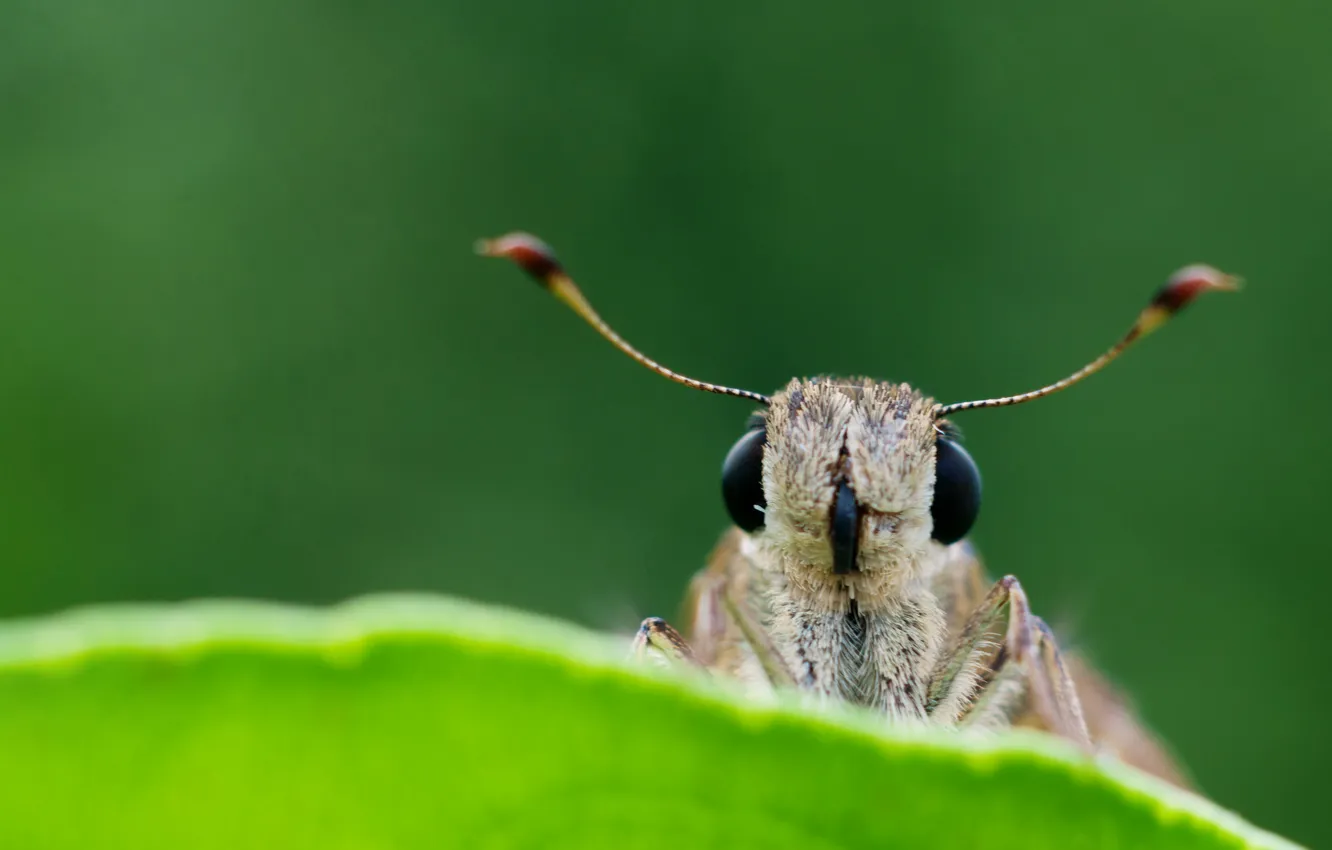 Photo wallpaper sheet, insect, antennae